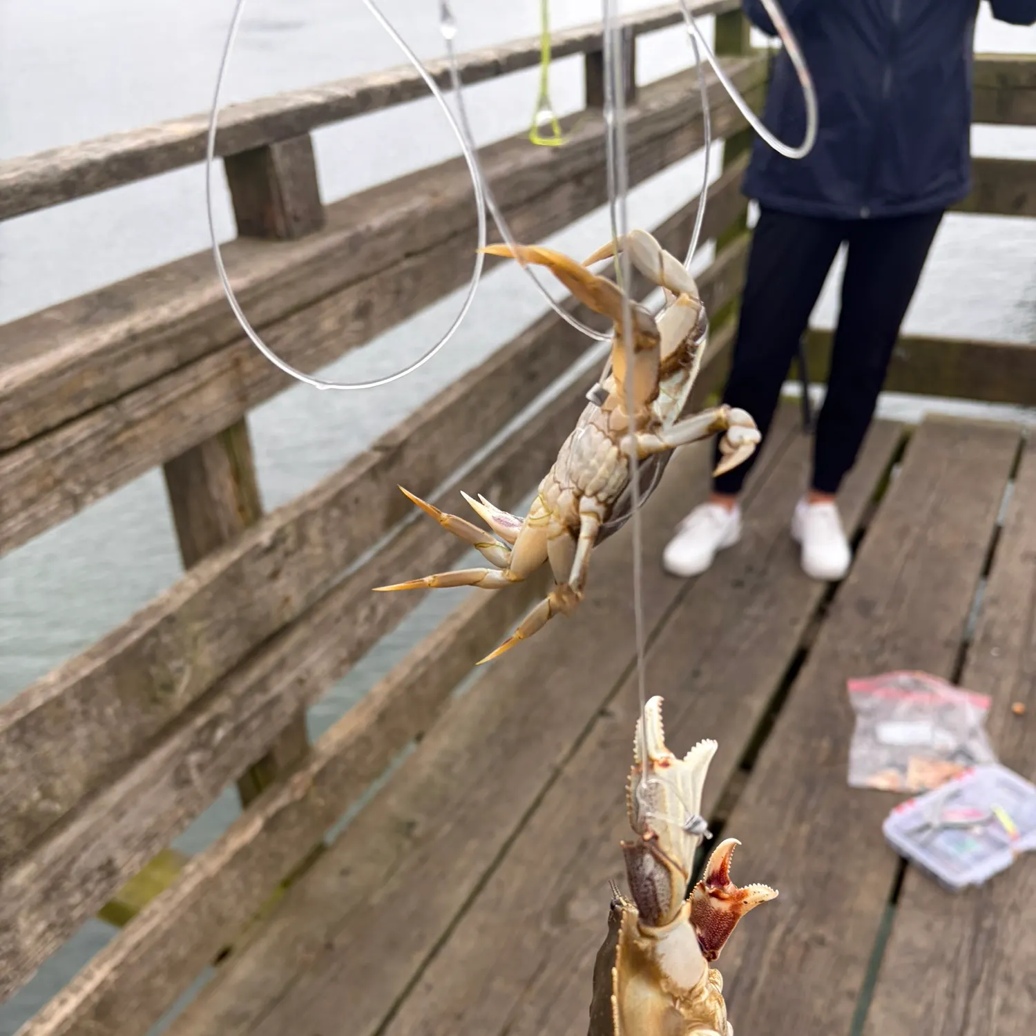The most recent Dungeness crab catches on Fishbrain