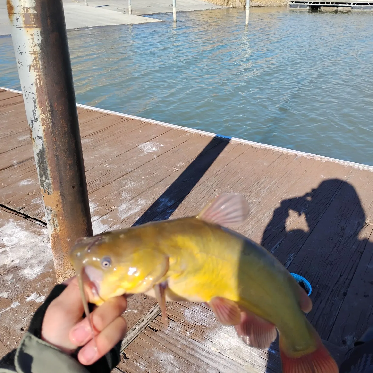 The most recent Yellow bullhead catches on Fishbrain