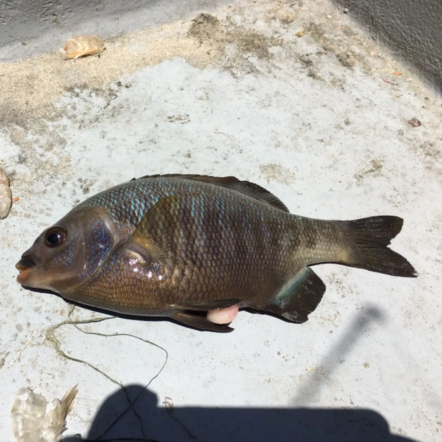 The most recent Barred rubberlip catches on Fishbrain