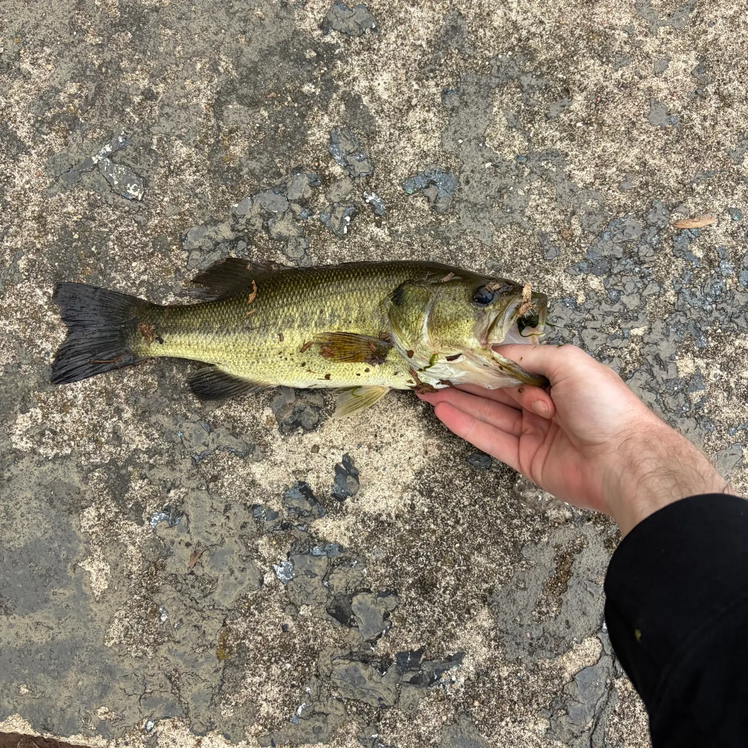 Largemouth bass caught on Fishbrain