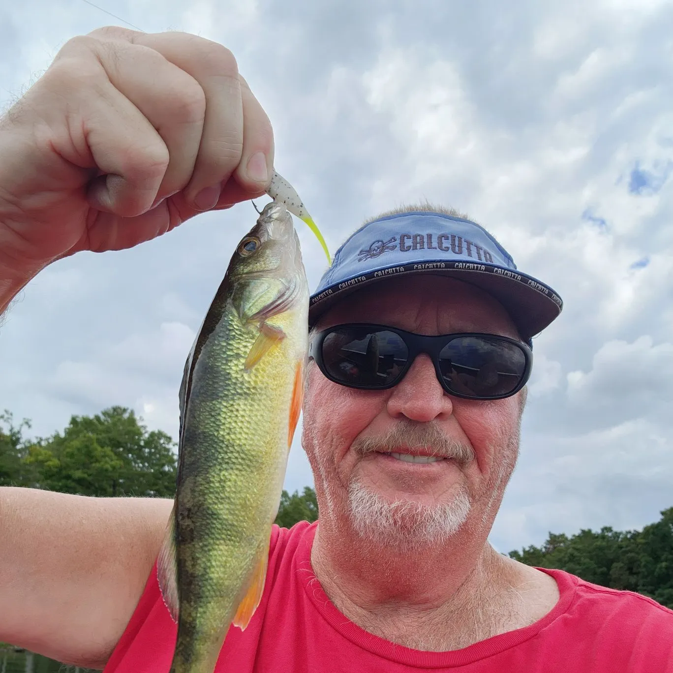 Yellow perch caught on Fishbrain