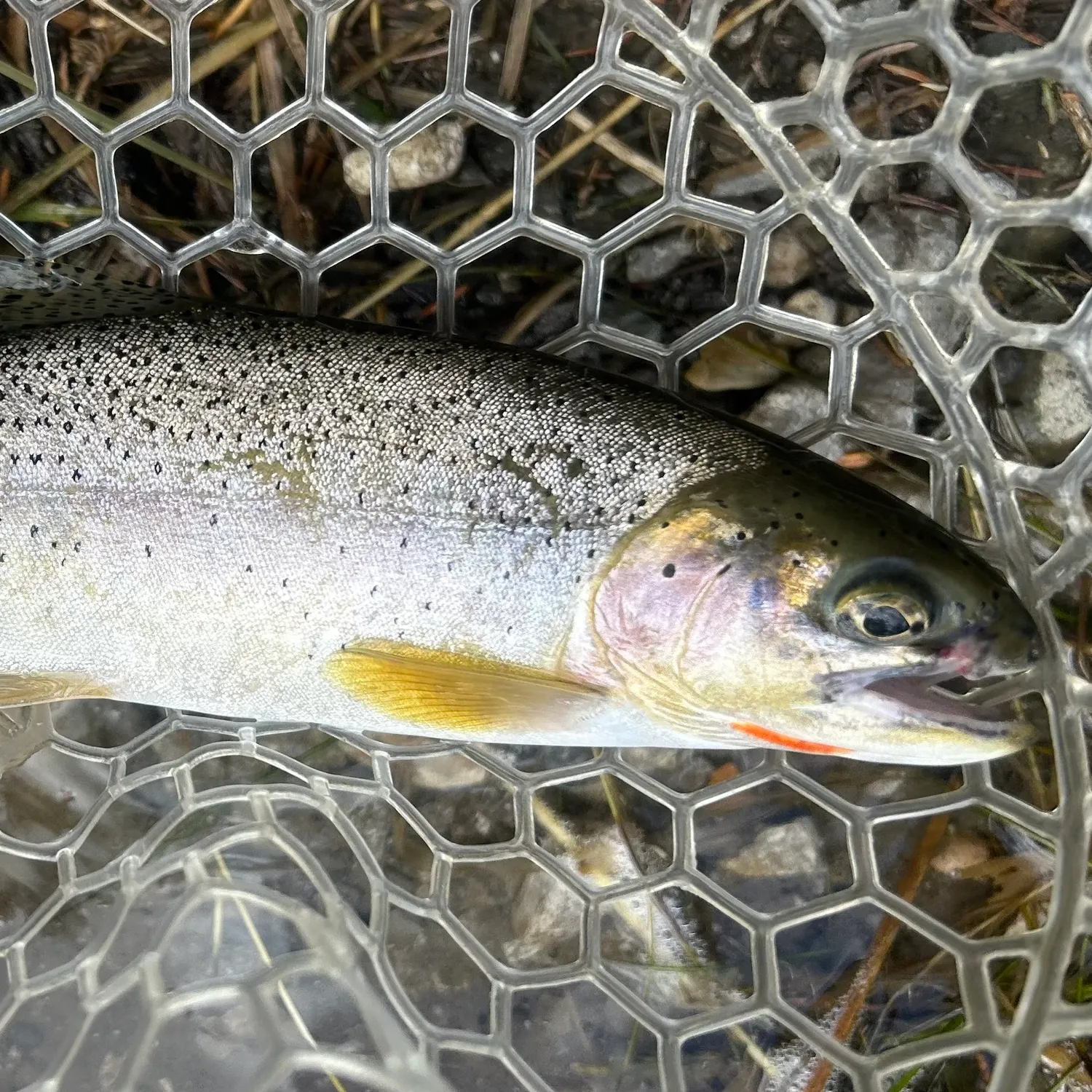 Westslope cutthroat trout caught on Fishbrain