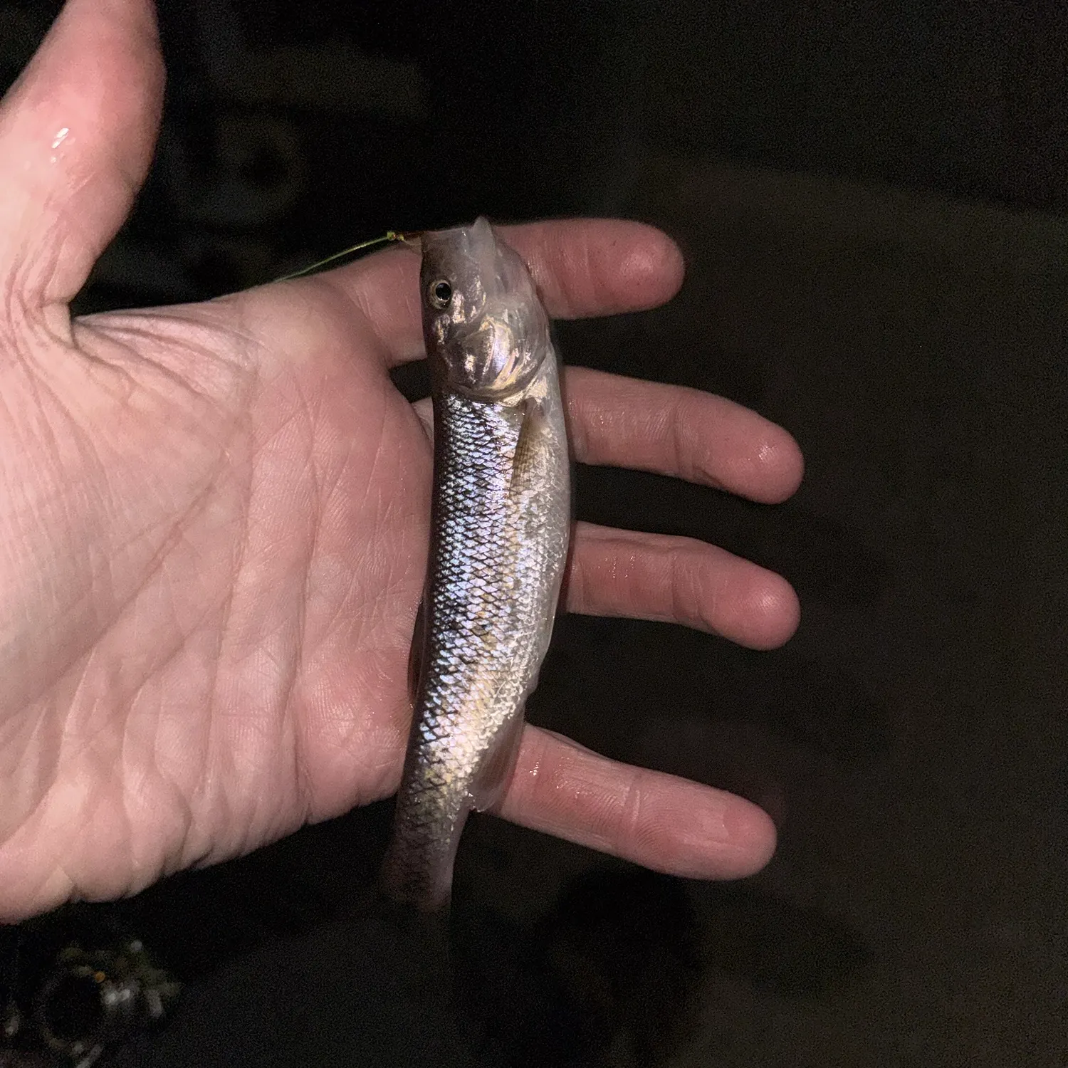 Creek chub caught on Fishbrain
