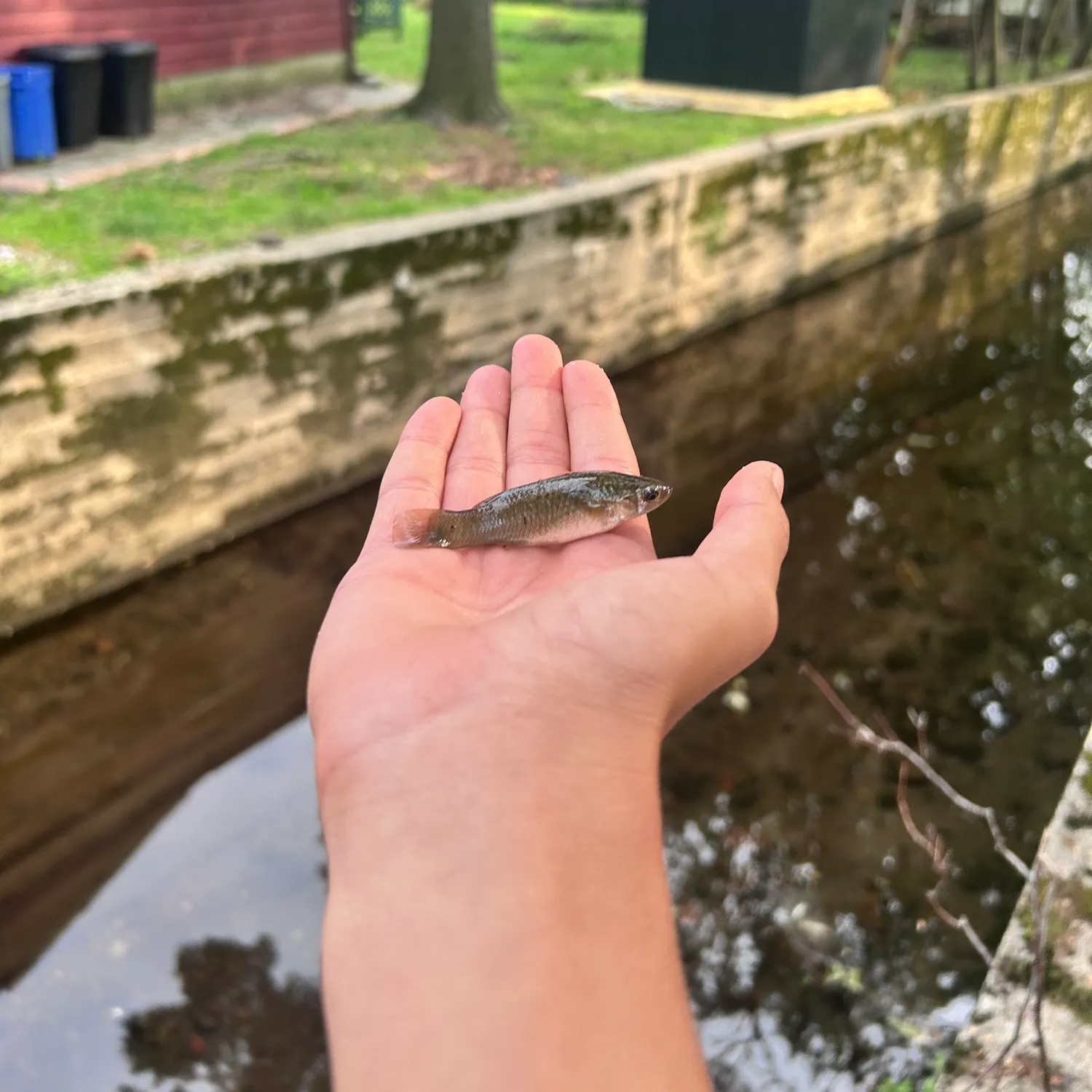 Creek chub caught on Fishbrain