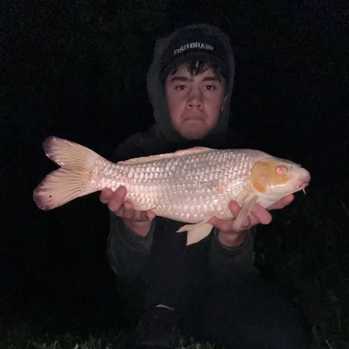 The most recent Koi carp catches on Fishbrain