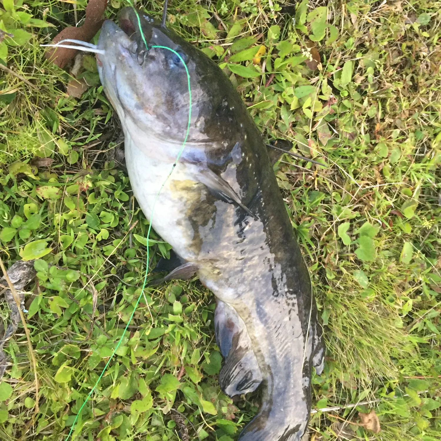 Brown bullhead caught on Fishbrain