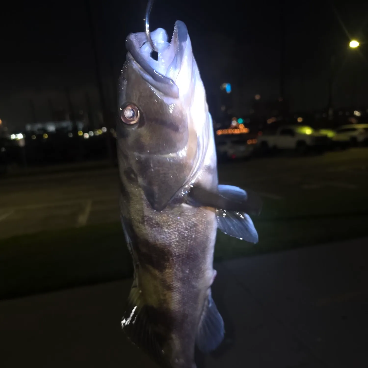 The most recent Barred sand bass catches on Fishbrain