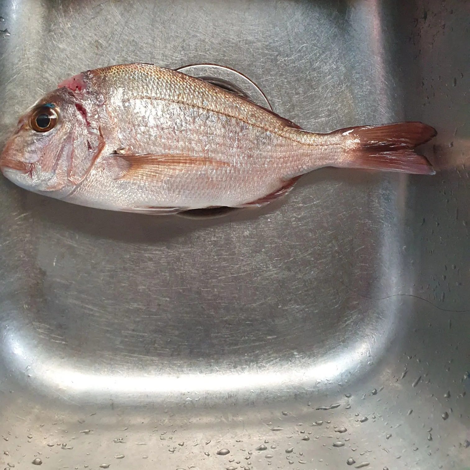 The most recent Australasian snapper catches on Fishbrain