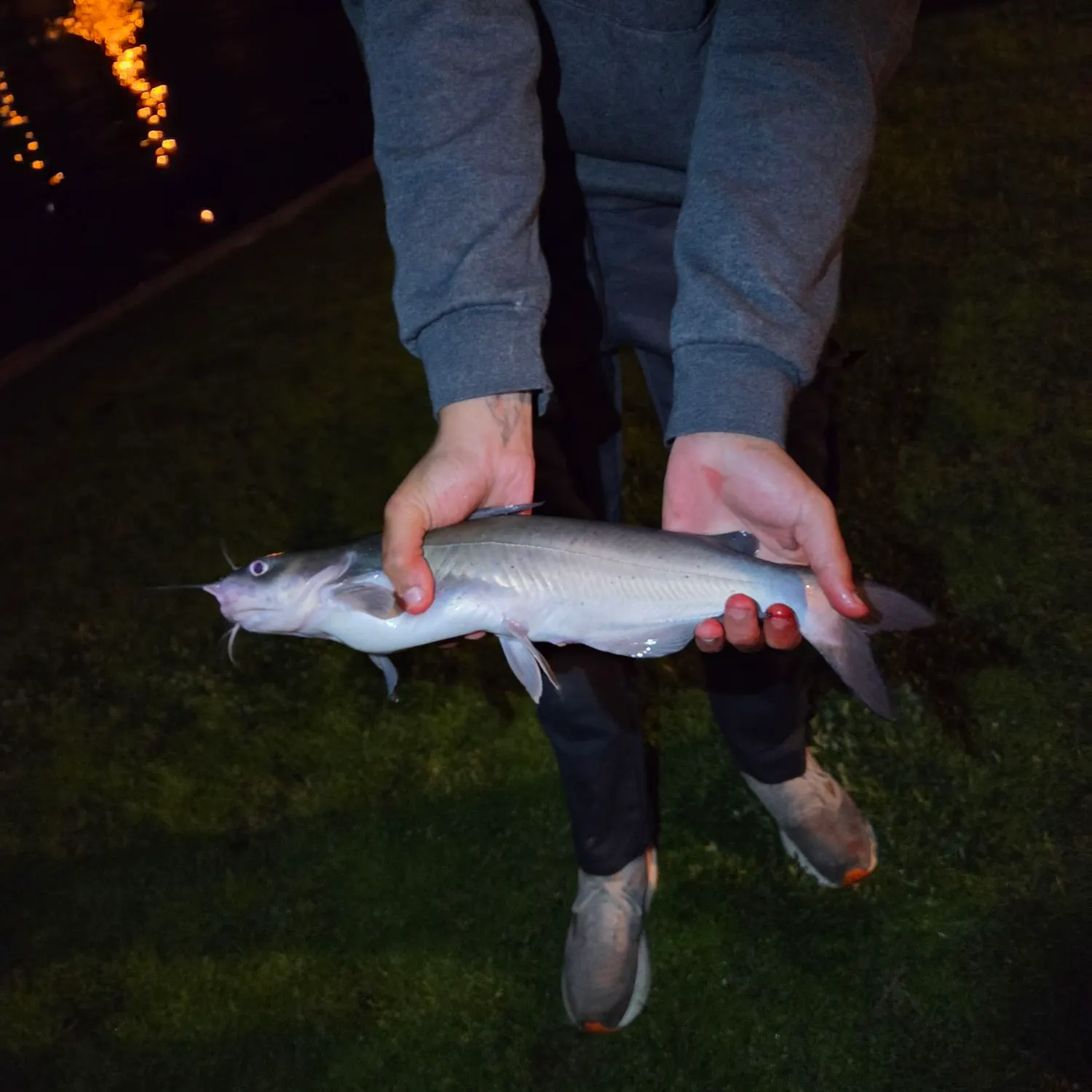 Channel catfish caught on Fishbrain