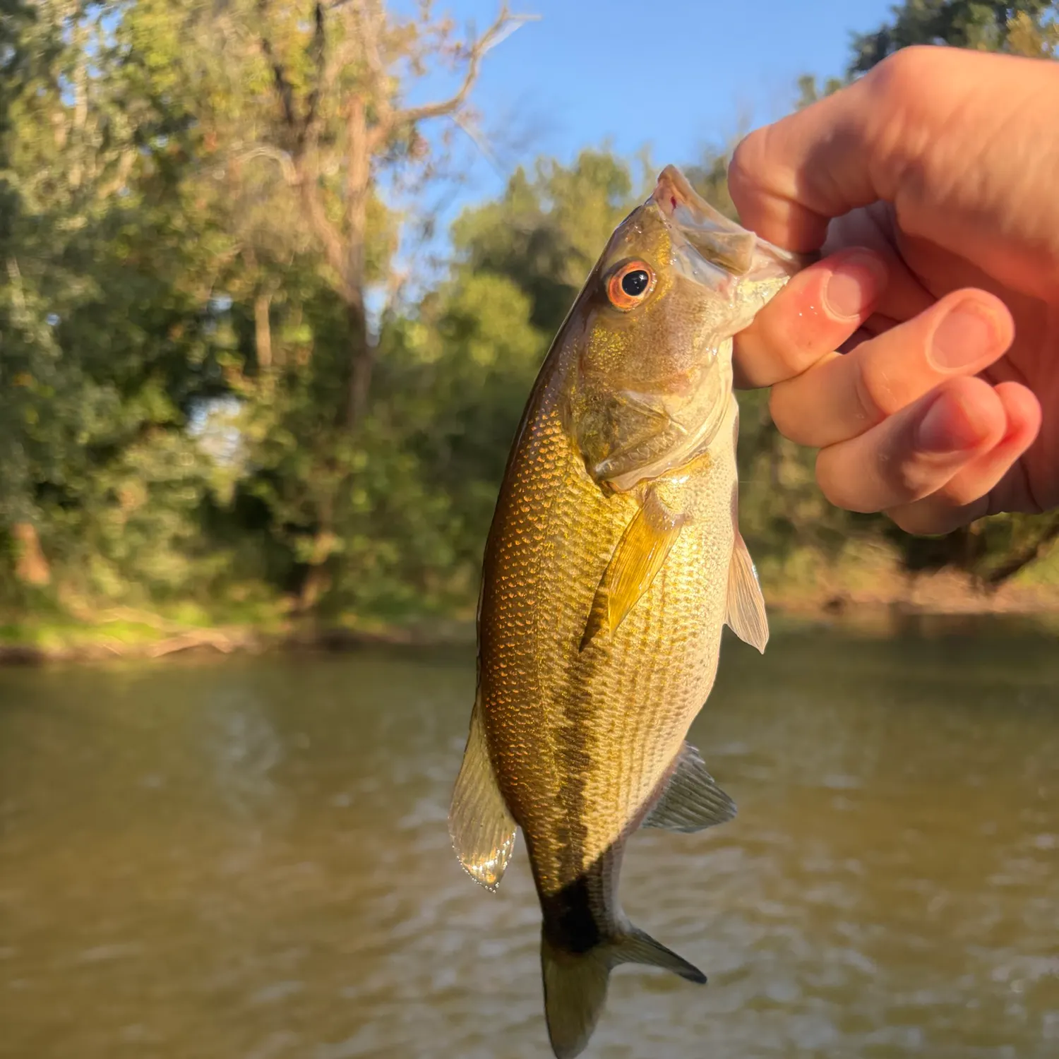 Alabama bass caught on Fishbrain