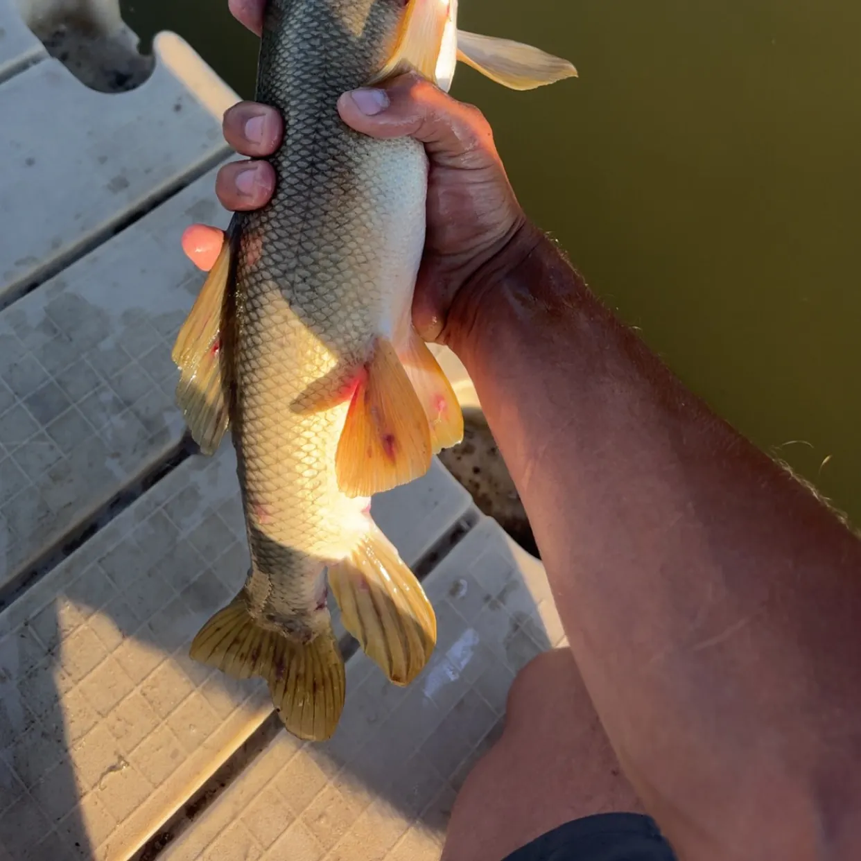 The most recent White sucker catches on Fishbrain