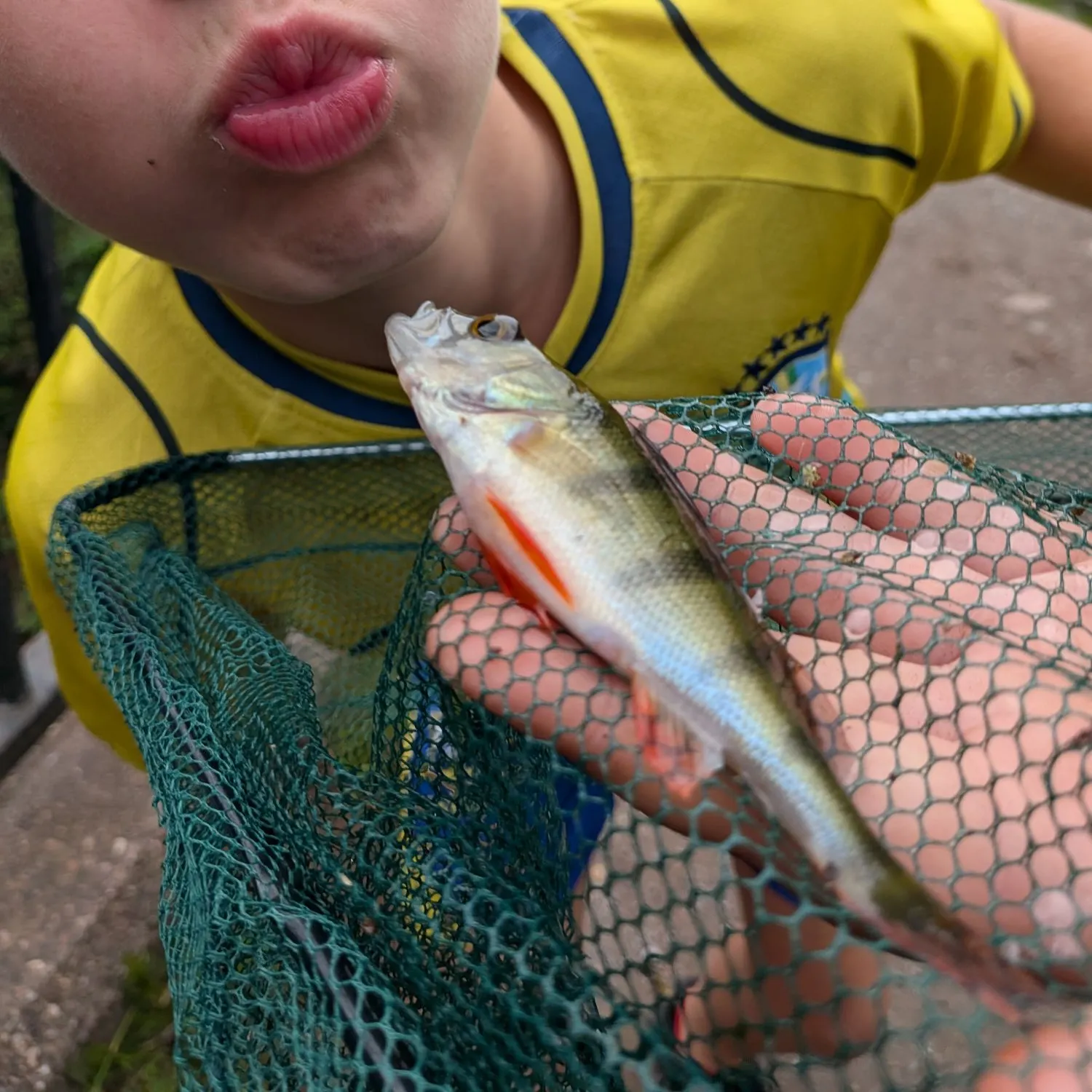 European perch caught on Fishbrain