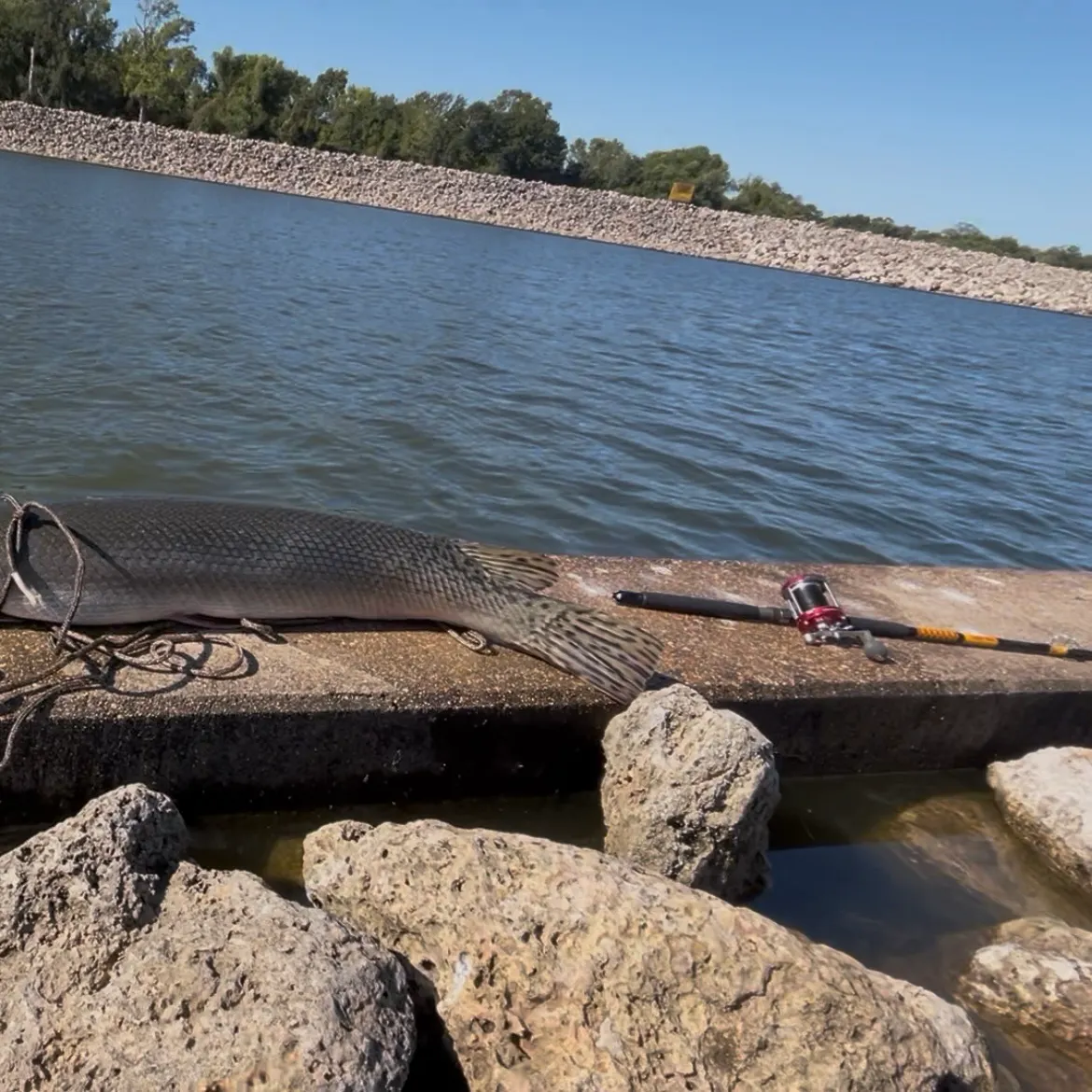 Alligator gar caught on Fishbrain