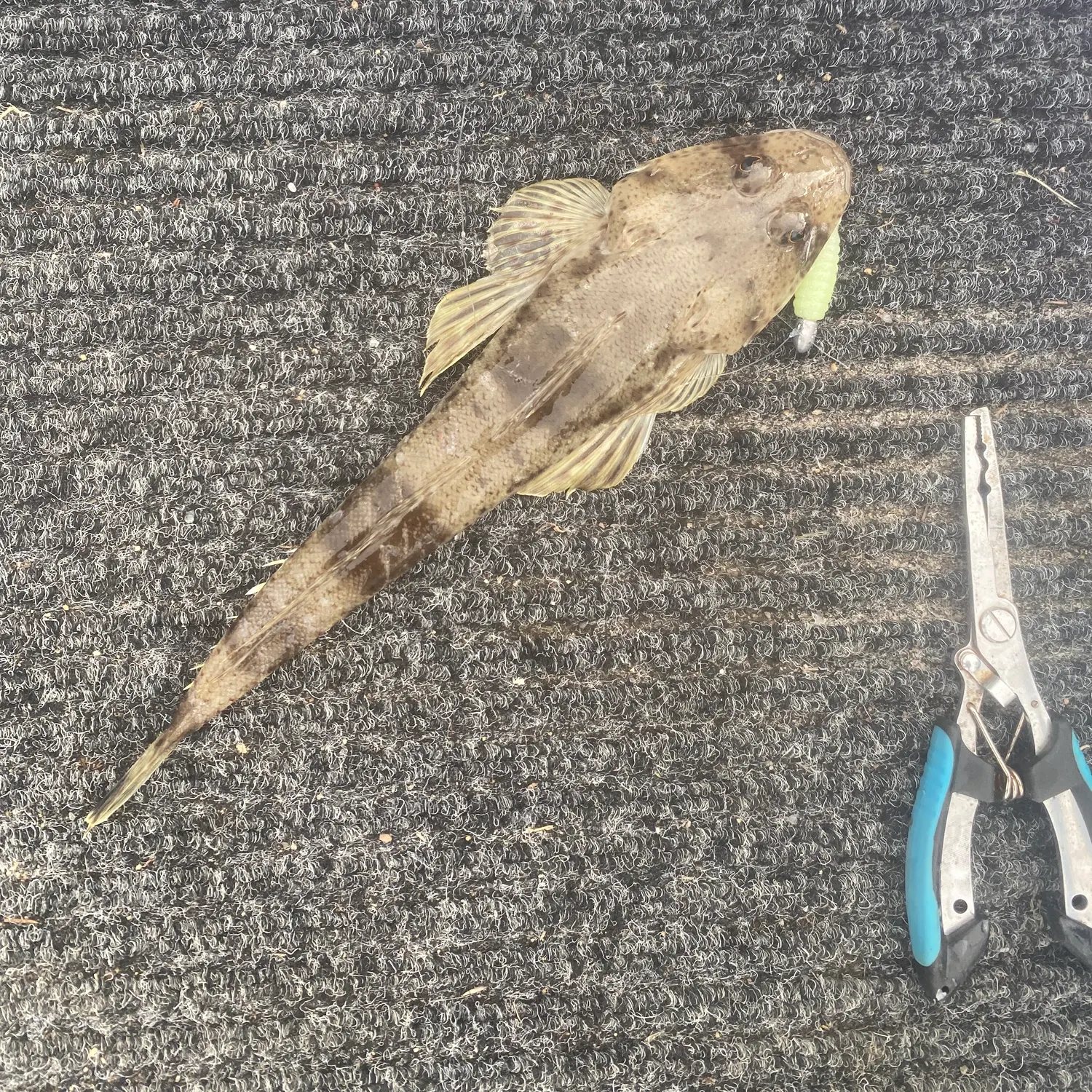 The most recent Sand flathead catches on Fishbrain