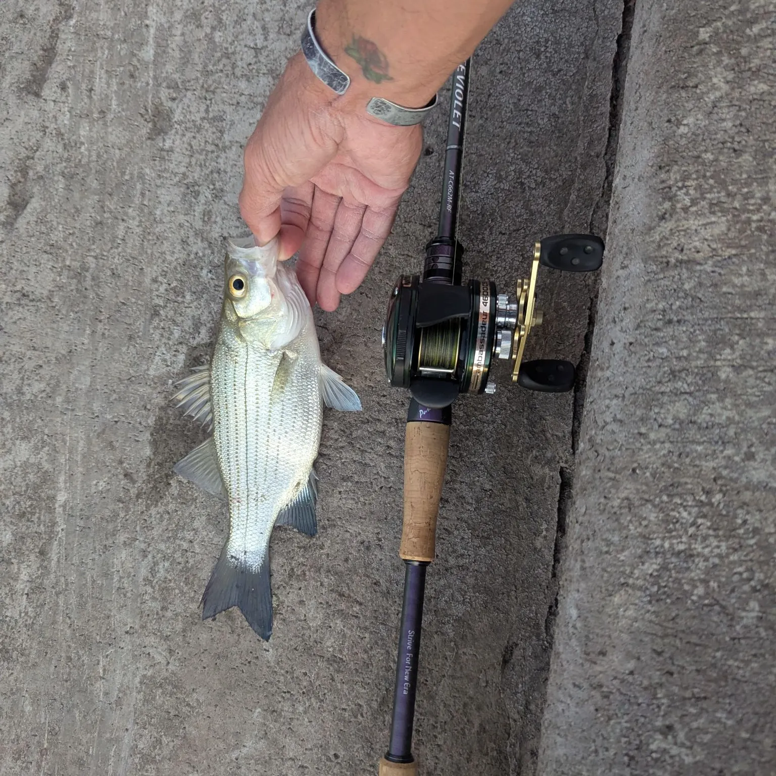 White bass caught on Fishbrain