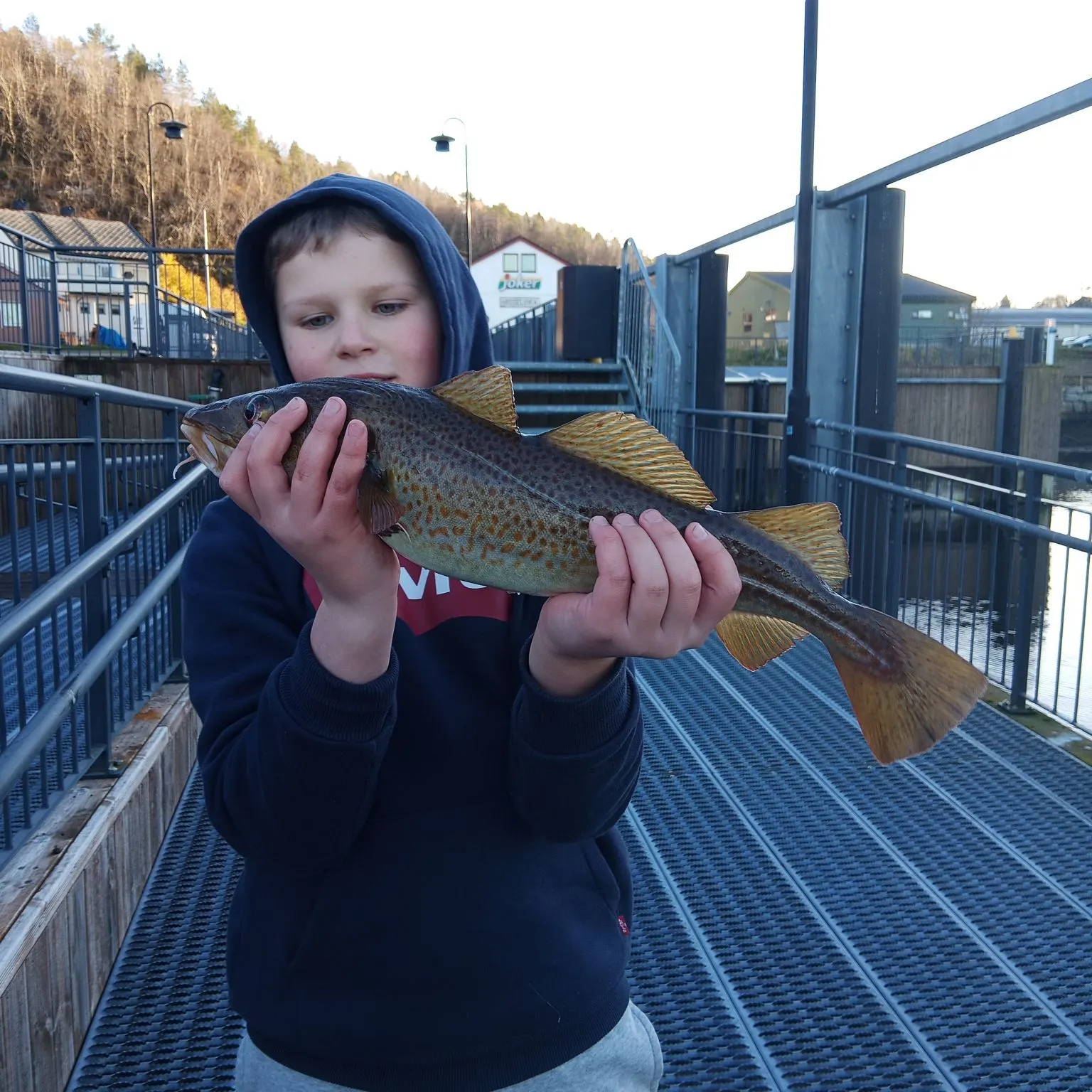 Atlantic cod caught on Fishbrain