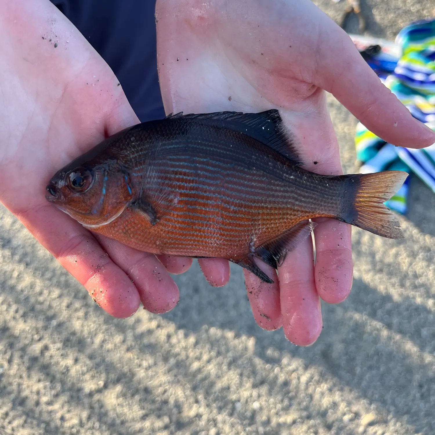 The most recent Striped seaperch catches on Fishbrain