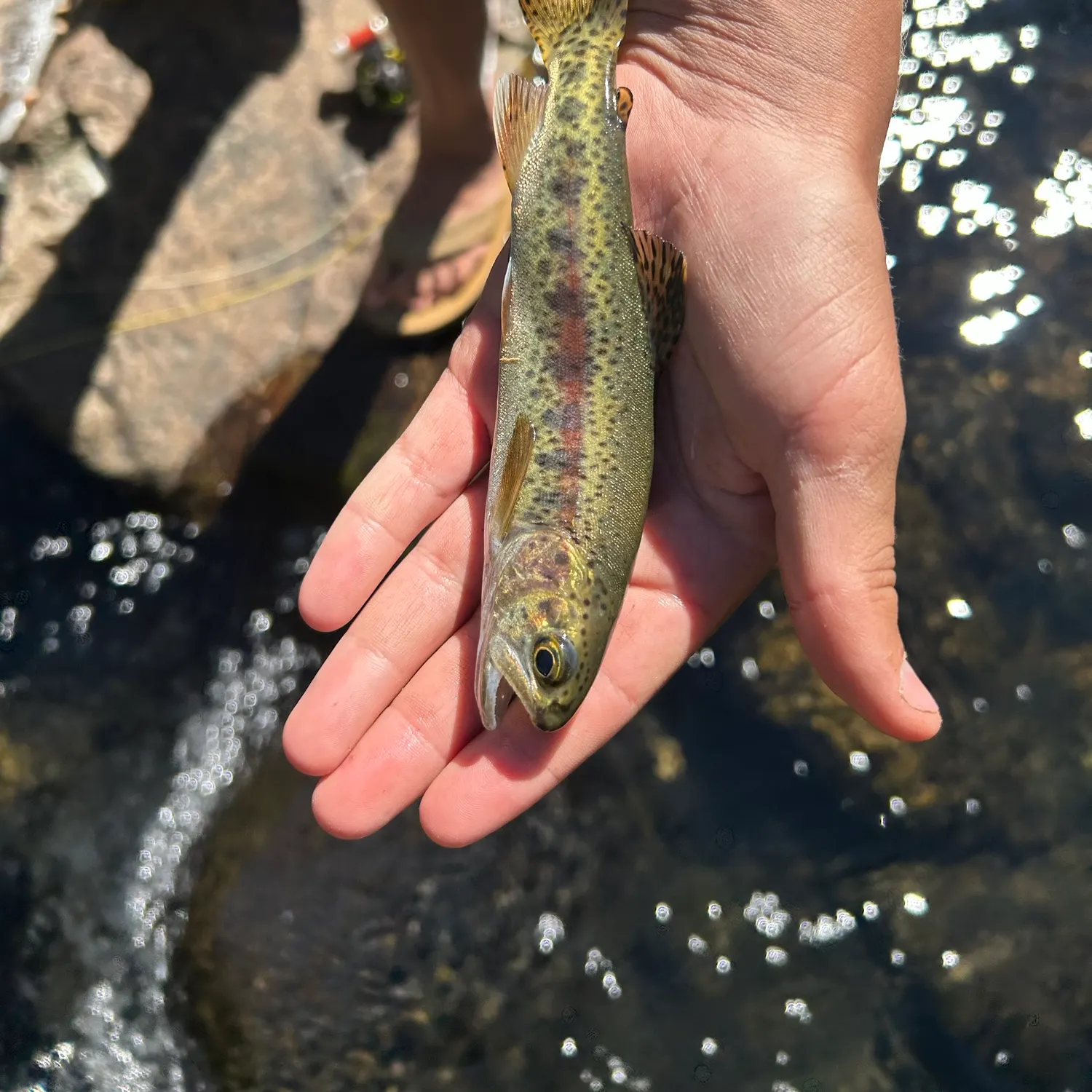 The most recent McCloud river redband trout catches on Fishbrain