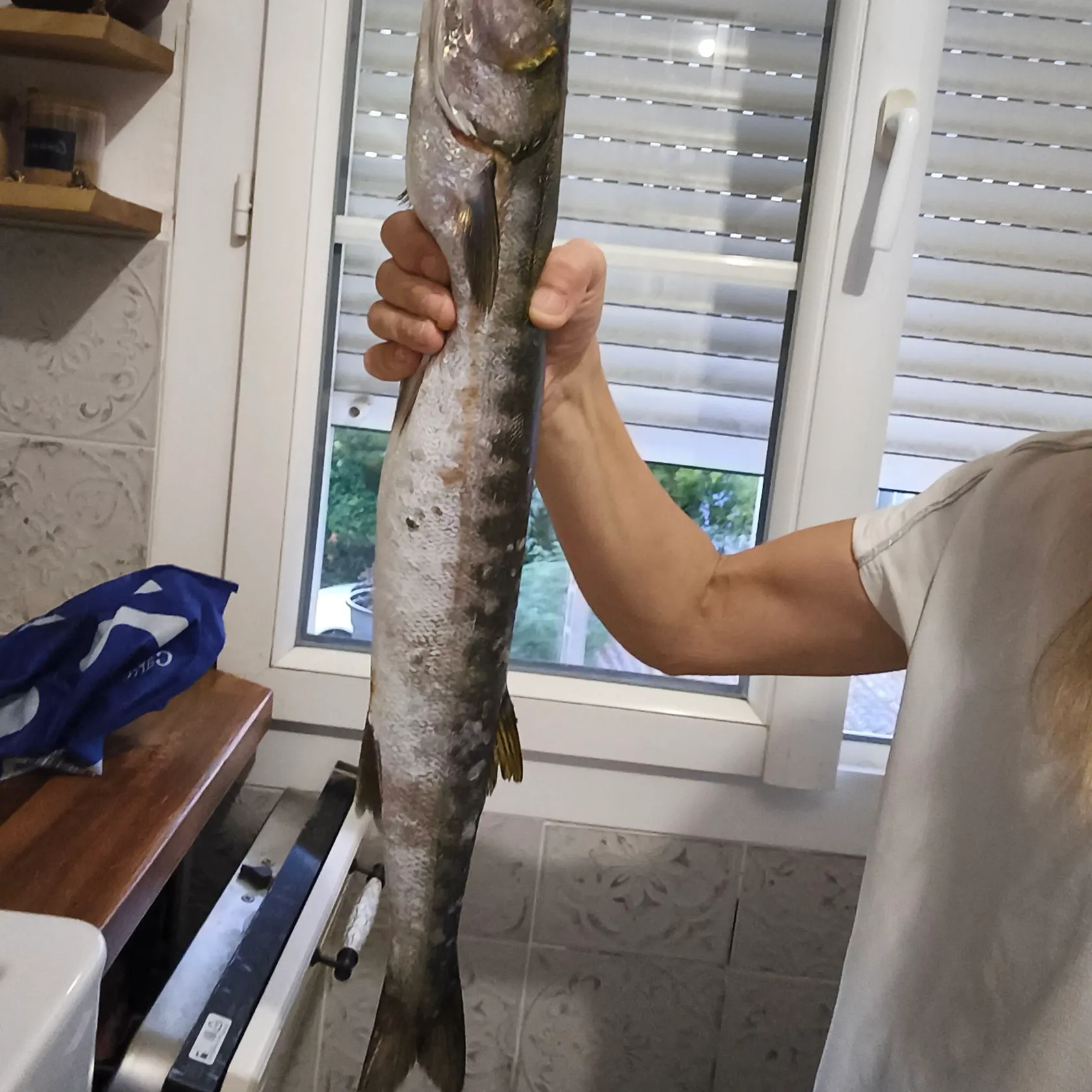 The most recent Pickhandle barracuda catches on Fishbrain