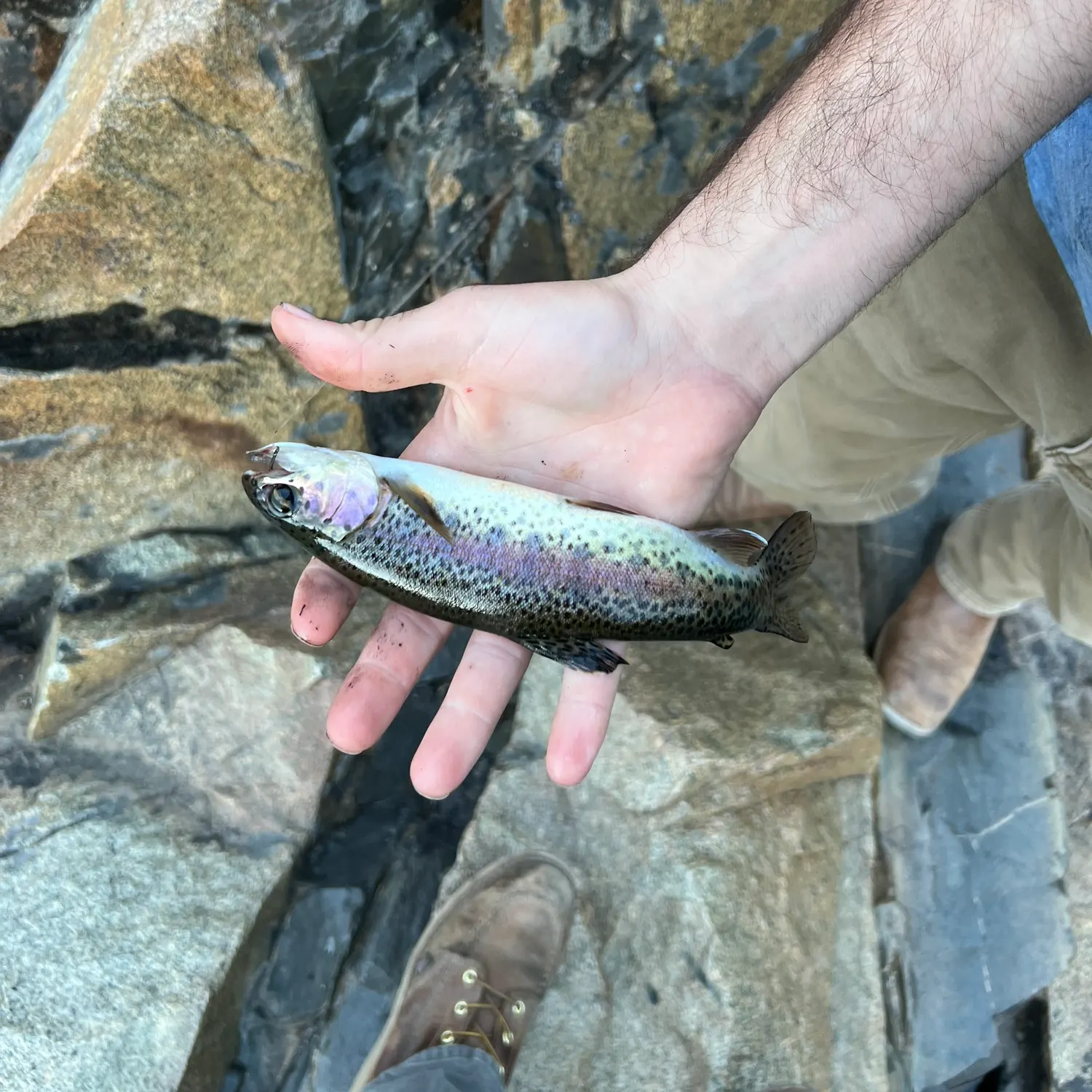 Rainbow trout caught on Fishbrain
