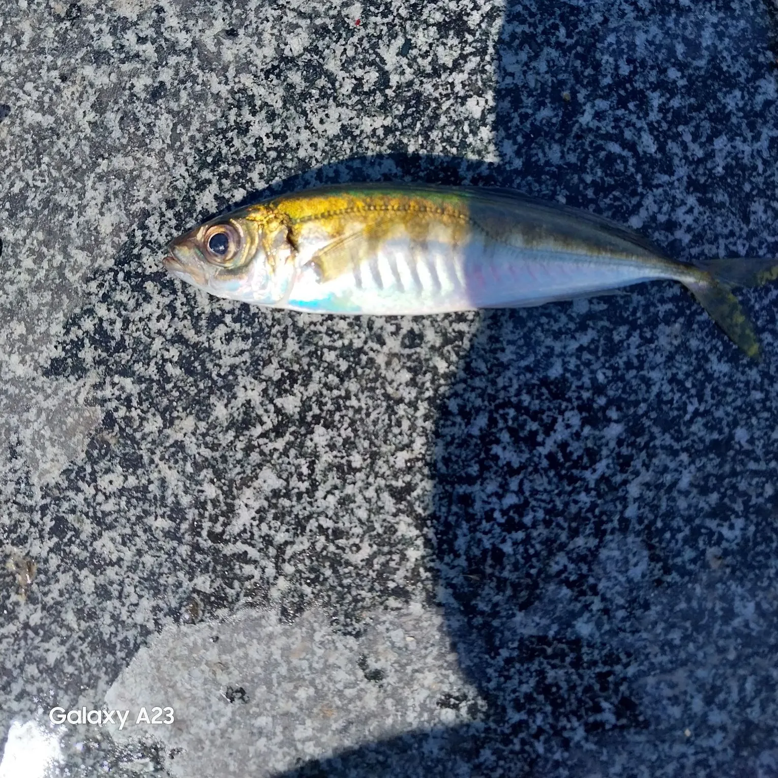 The most recent Atlantic horse mackerel catches on Fishbrain
