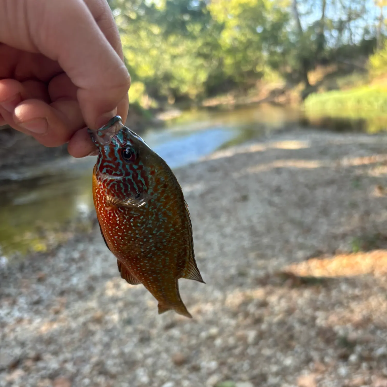 Longear sunfish caught on Fishbrain