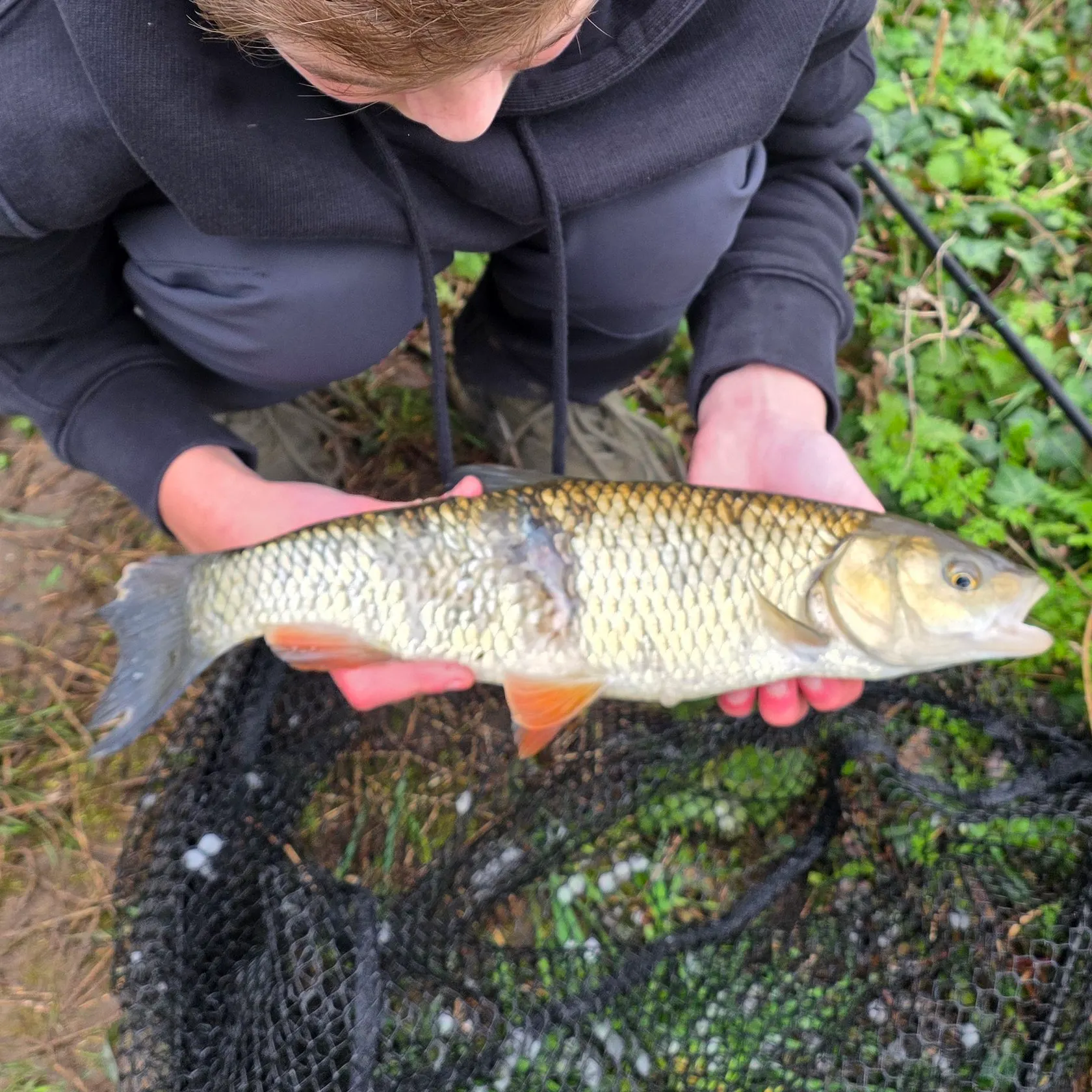 The most recent European chub catches on Fishbrain
