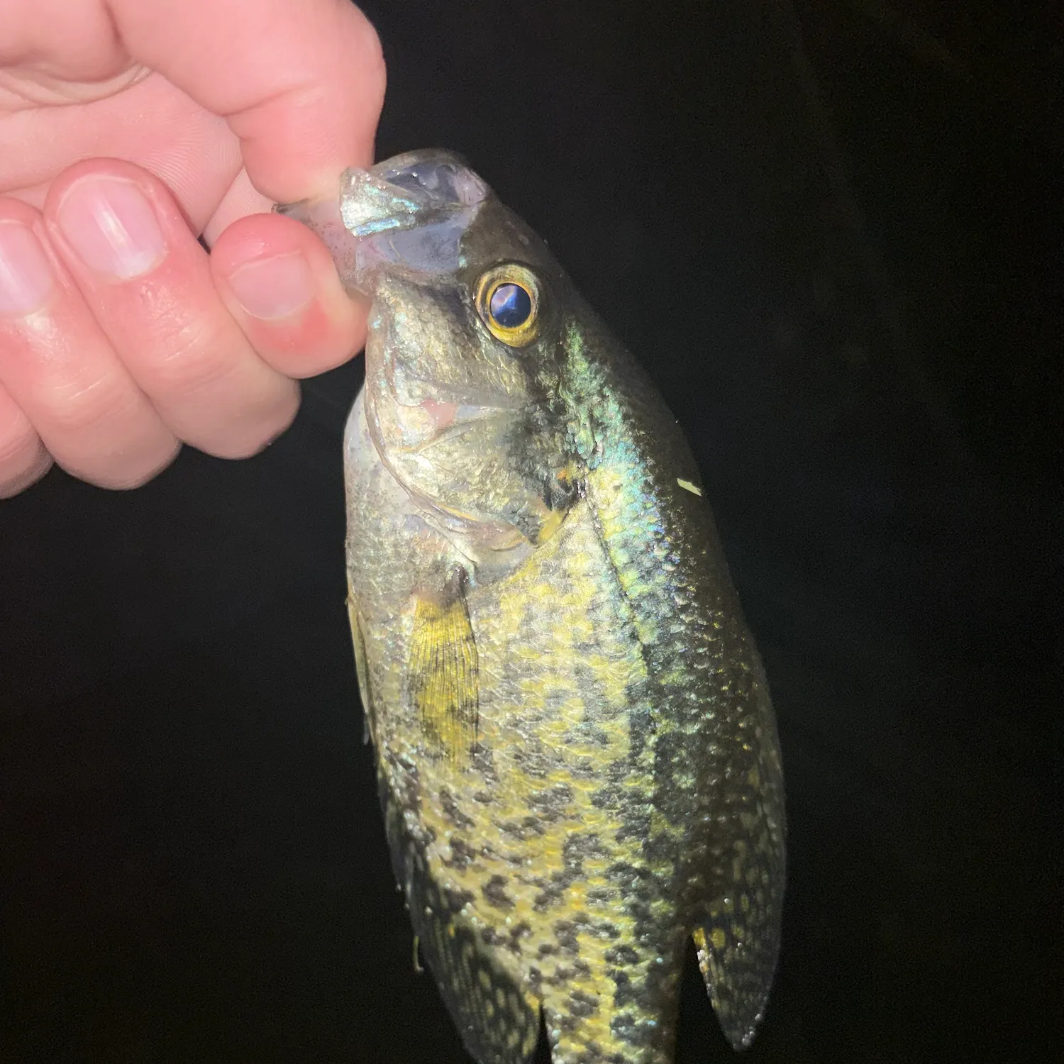 Black crappie caught on Fishbrain