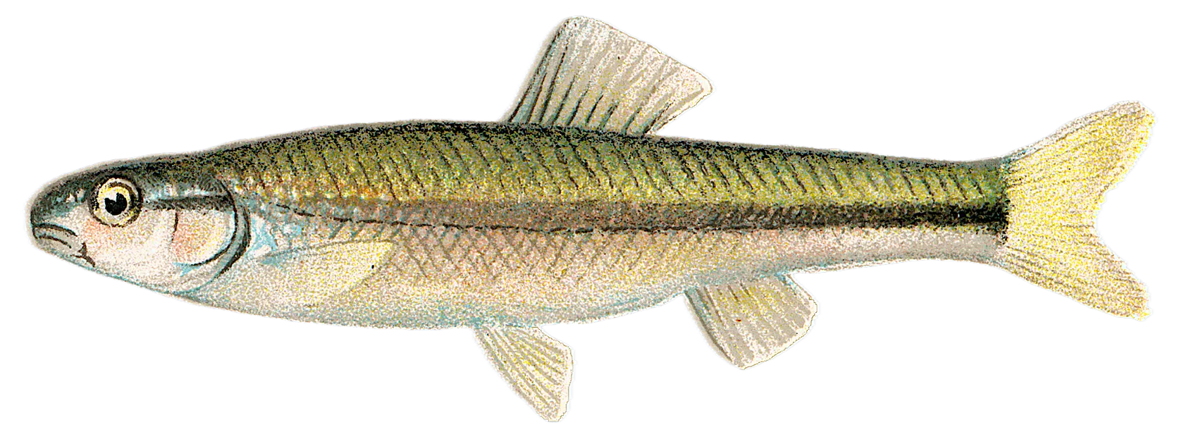 Bluntnose minnow