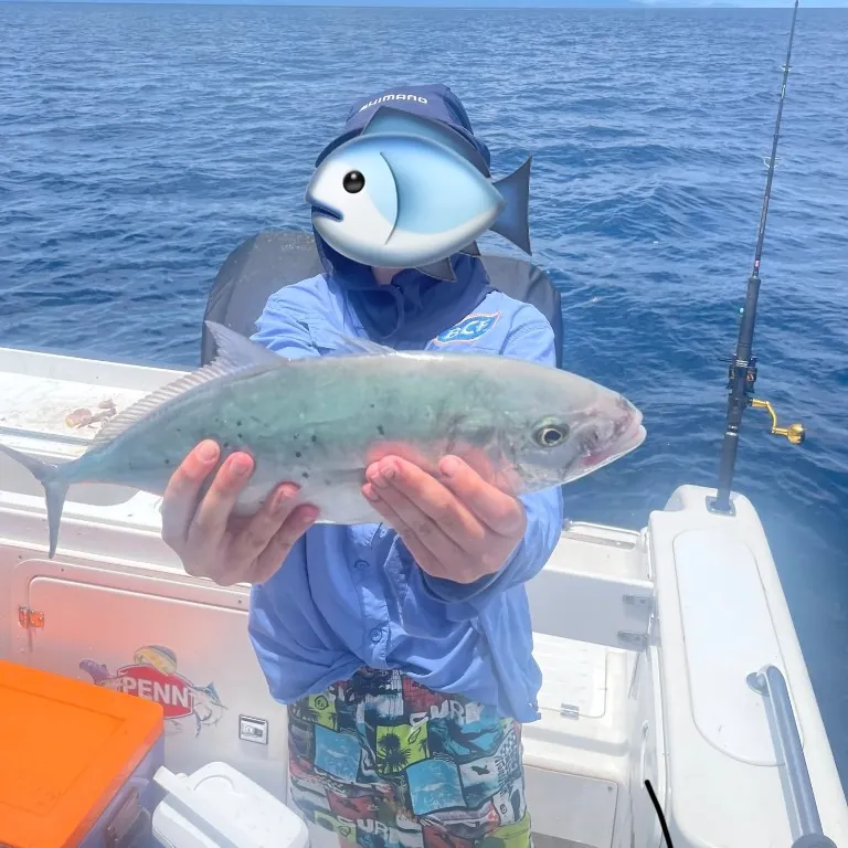 The most recent Bludger catches on Fishbrain