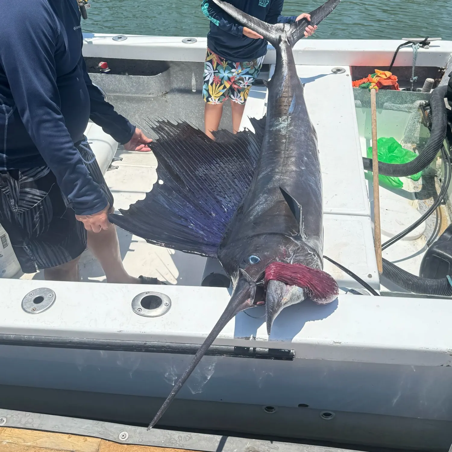 The most recent Indo-Pacific sailfish catches on Fishbrain