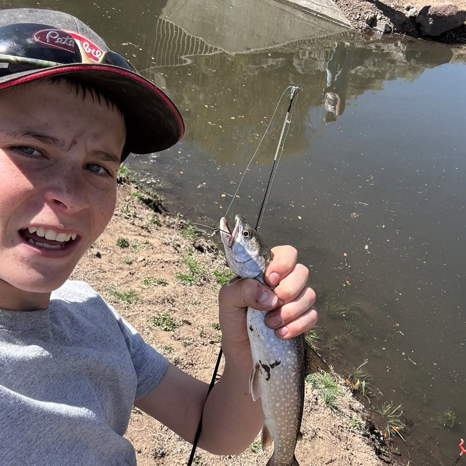 The most recent Splake catches on Fishbrain