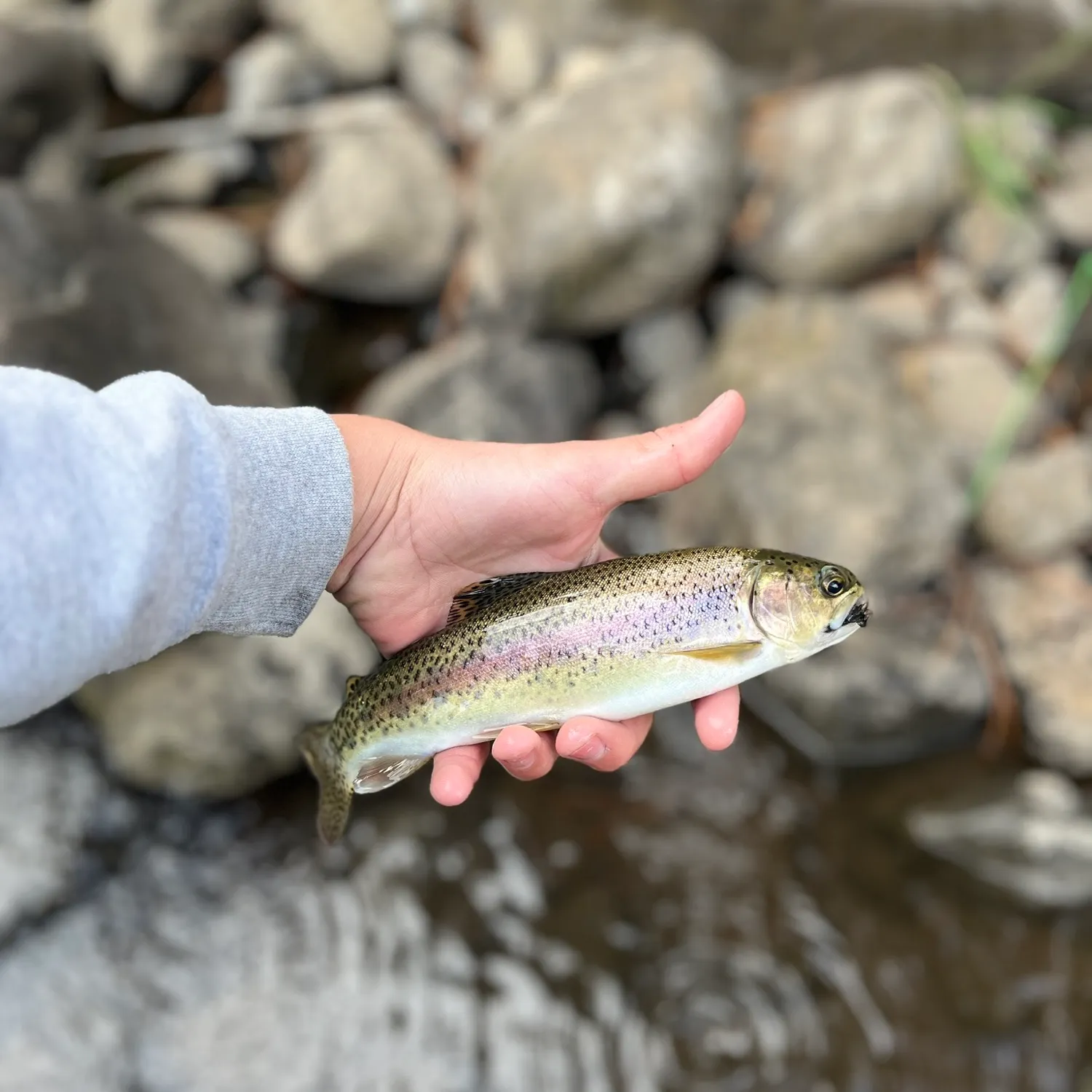 Rainbow trout caught on Fishbrain