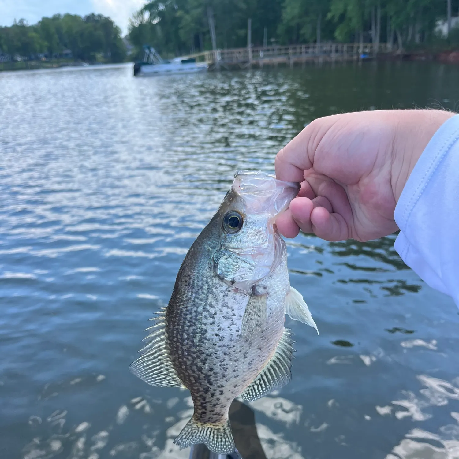 angler catch