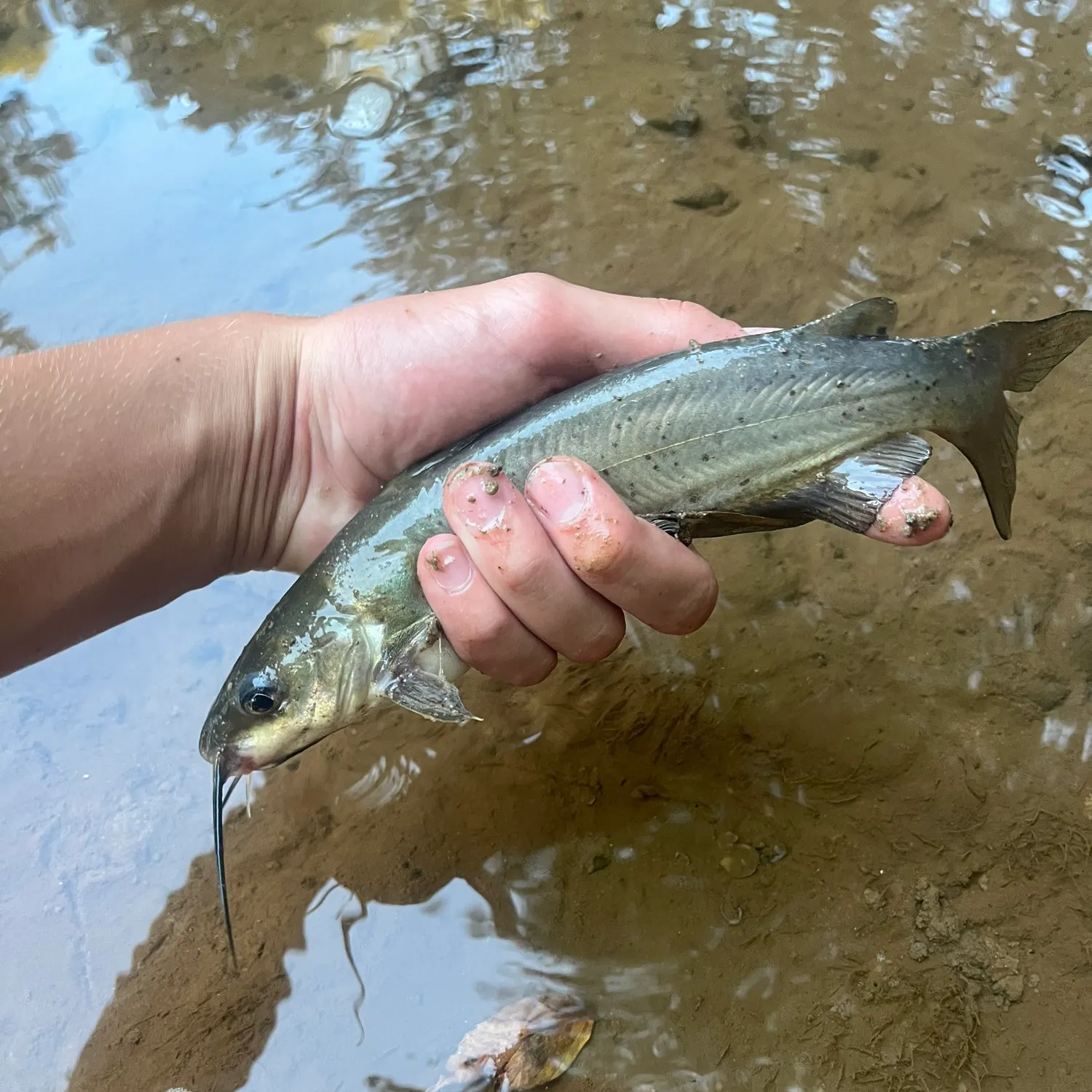 Channel catfish caught on Fishbrain