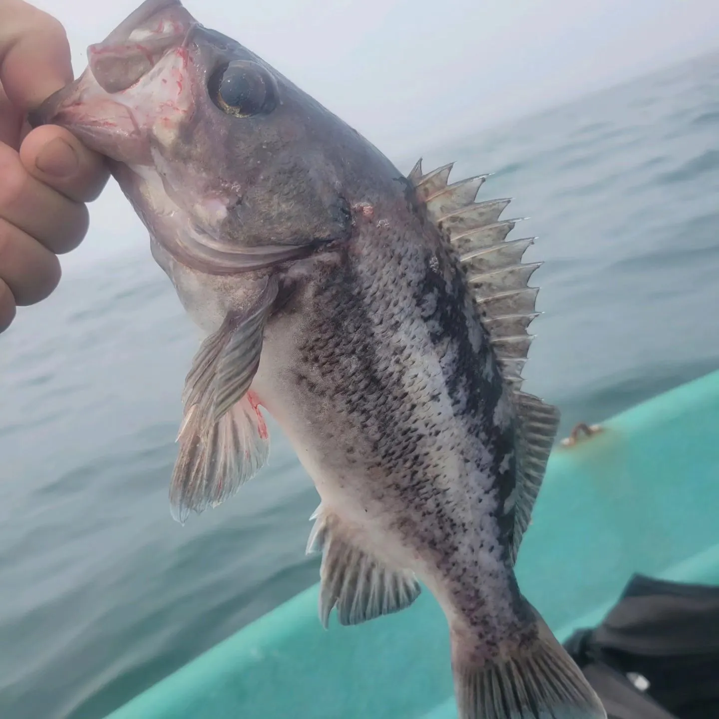 The most recent Black rockfish catches on Fishbrain