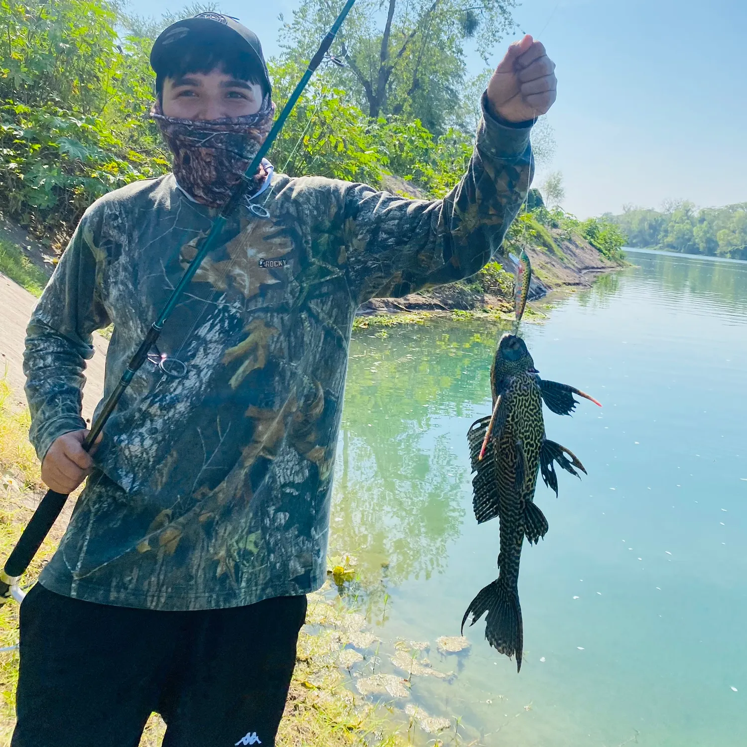 The most popular recent Orinoco sailfin catfish catch on Fishbrain