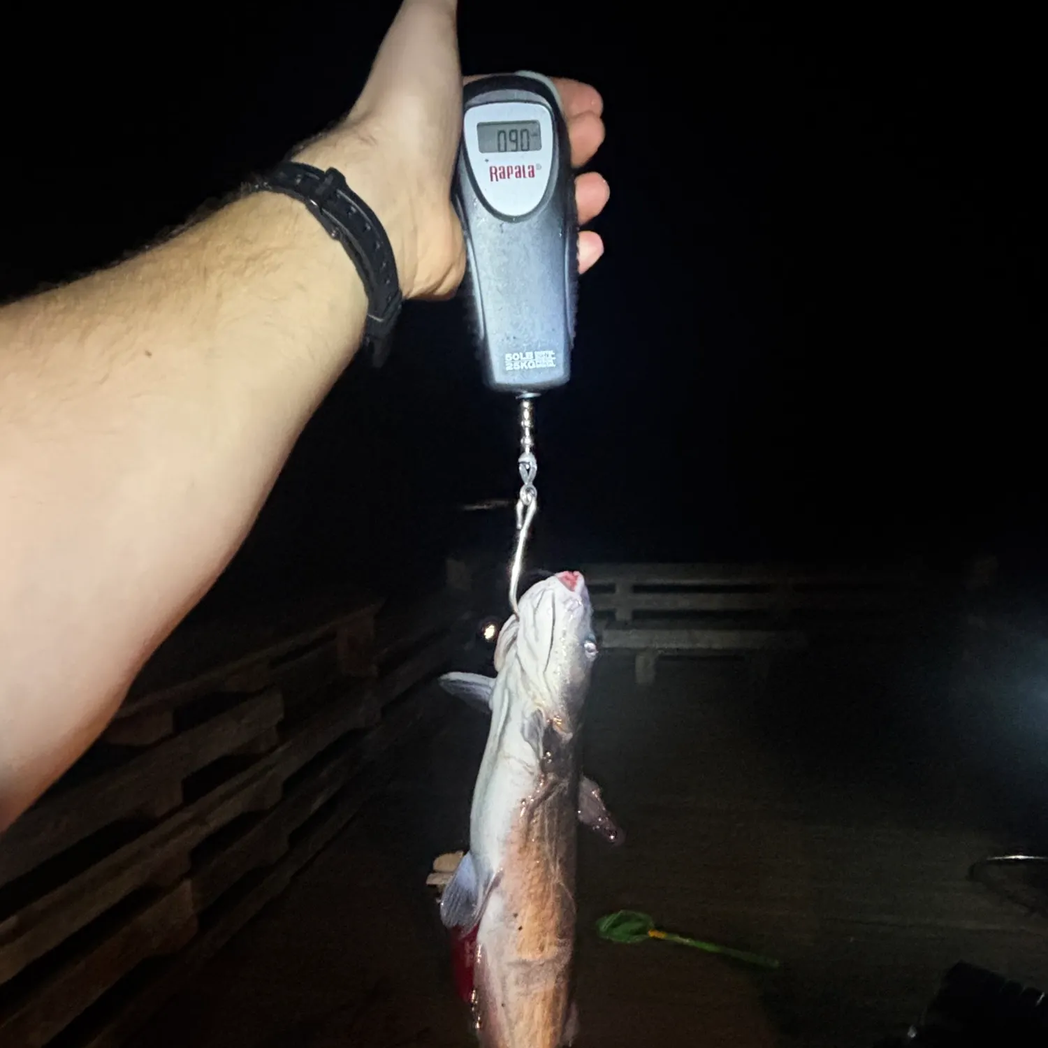 Channel catfish caught on Fishbrain