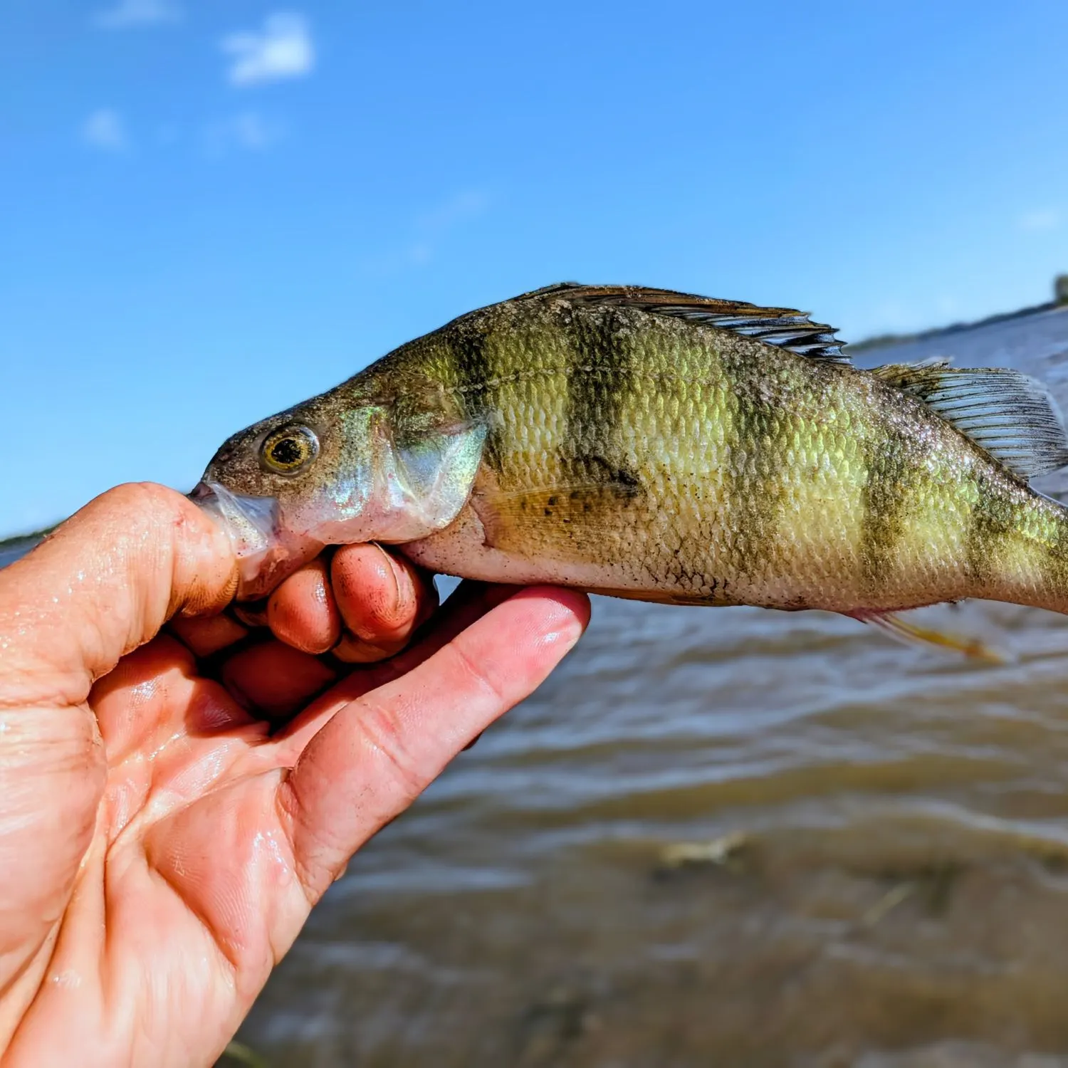 Yellow perch caught on Fishbrain