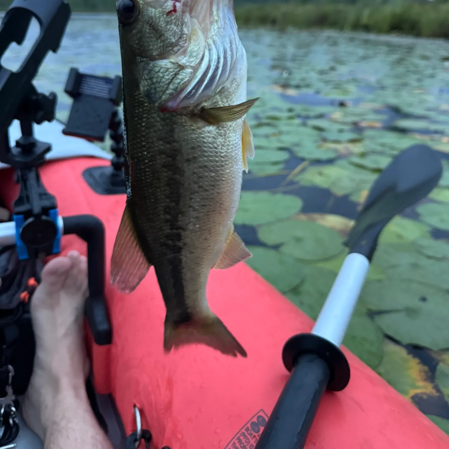Largemouth bass caught on Fishbrain