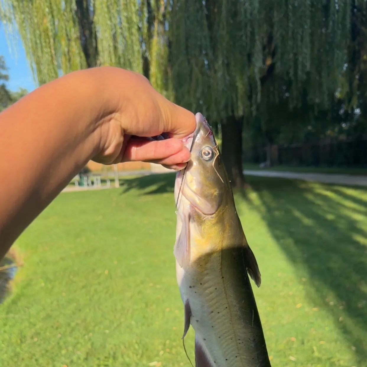 Fish caught on Fishbrain