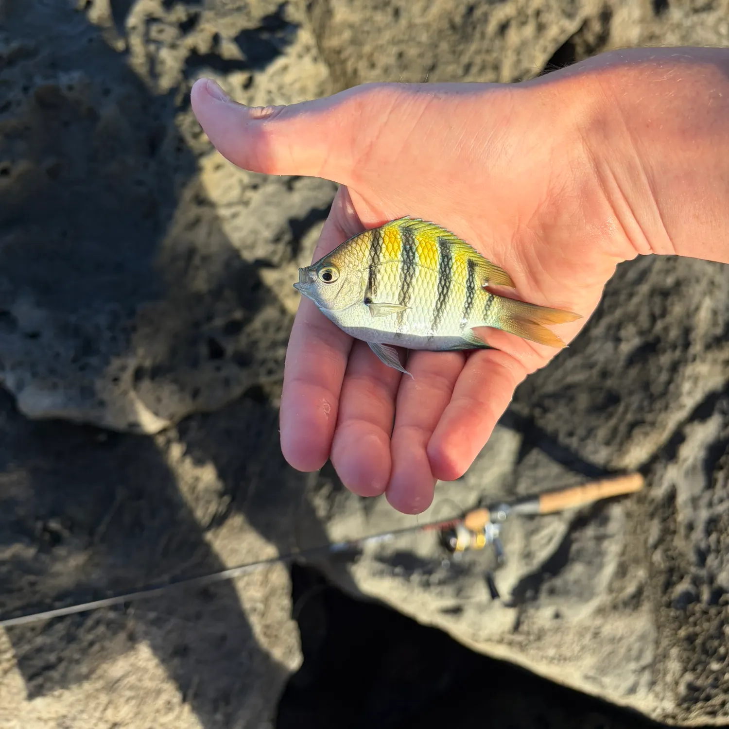 The most recent Hawaiian sergeant major catches on Fishbrain