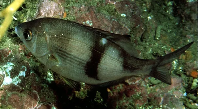 Pile perch