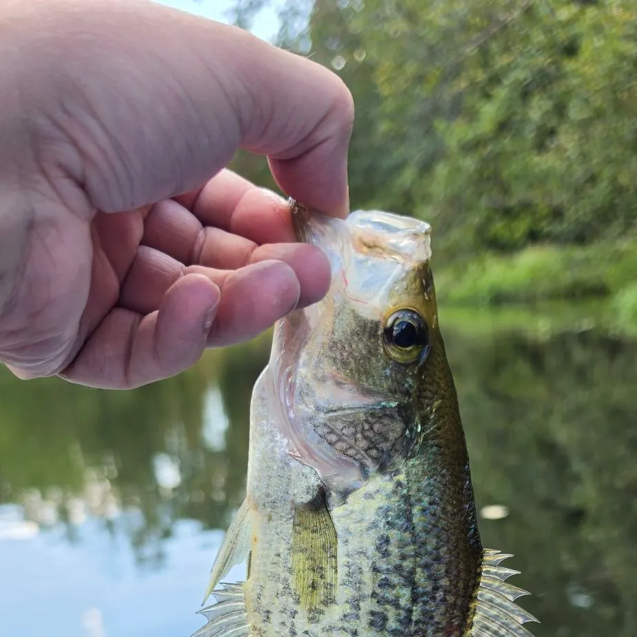 Black crappie caught on Fishbrain
