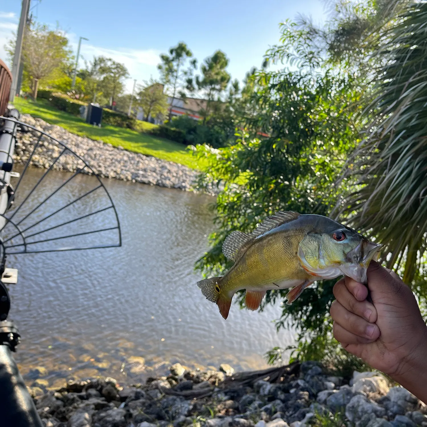 Butterfly peacock bass caught on Fishbrain