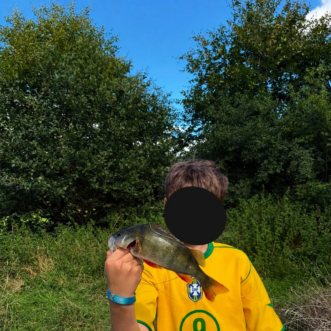 European perch caught on Fishbrain