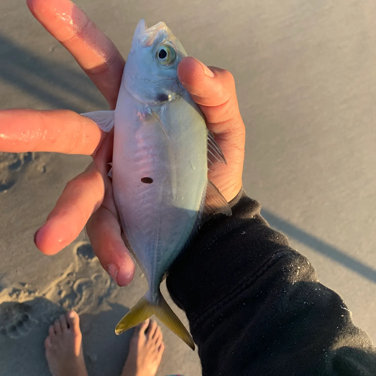 The most recent Blue runner catches on Fishbrain