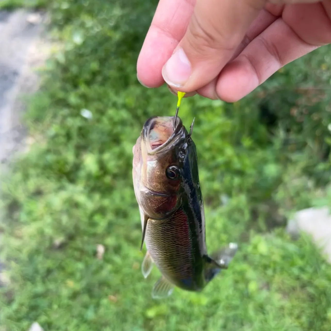 The most recent Hornyhead chub catches on Fishbrain