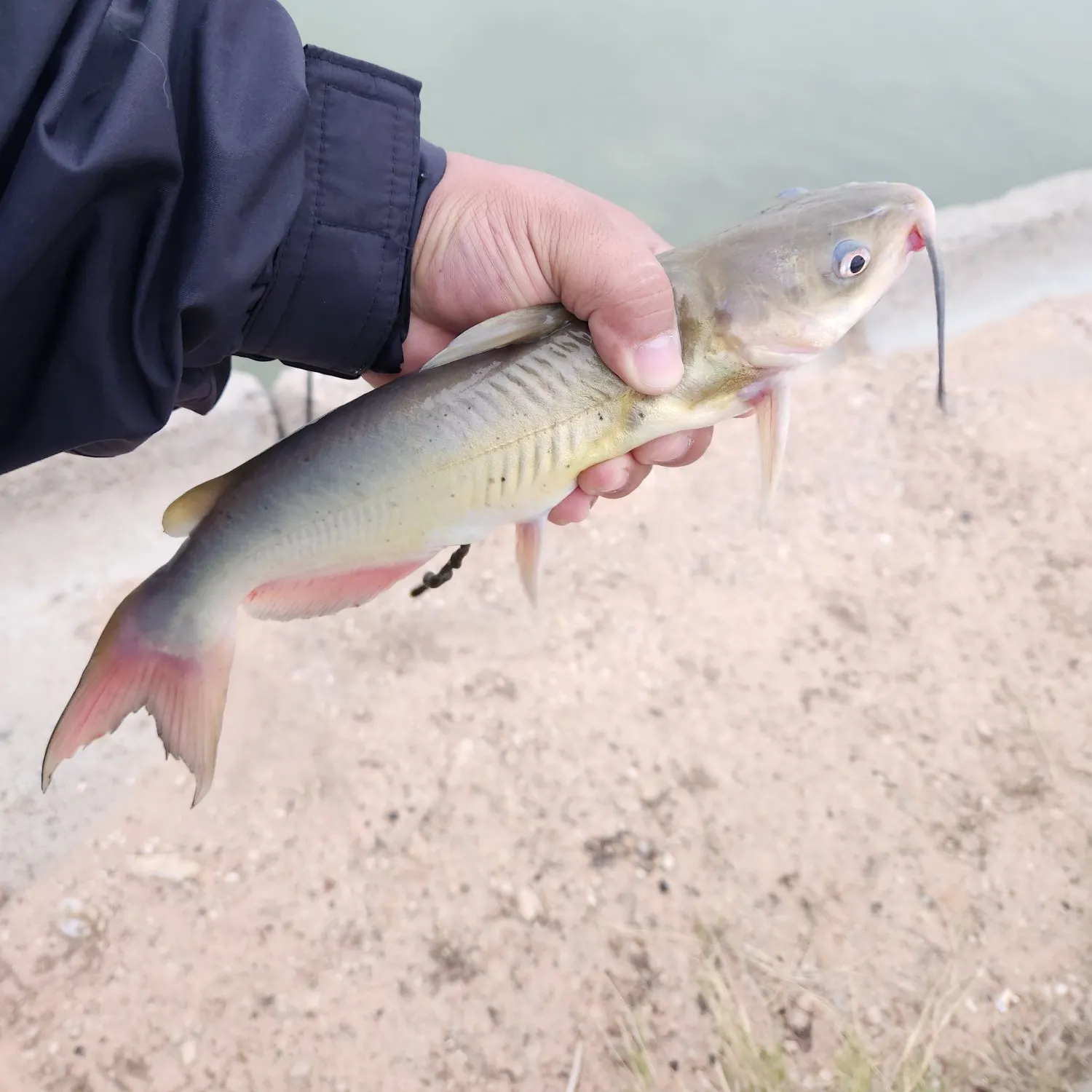 Channel catfish caught on Fishbrain