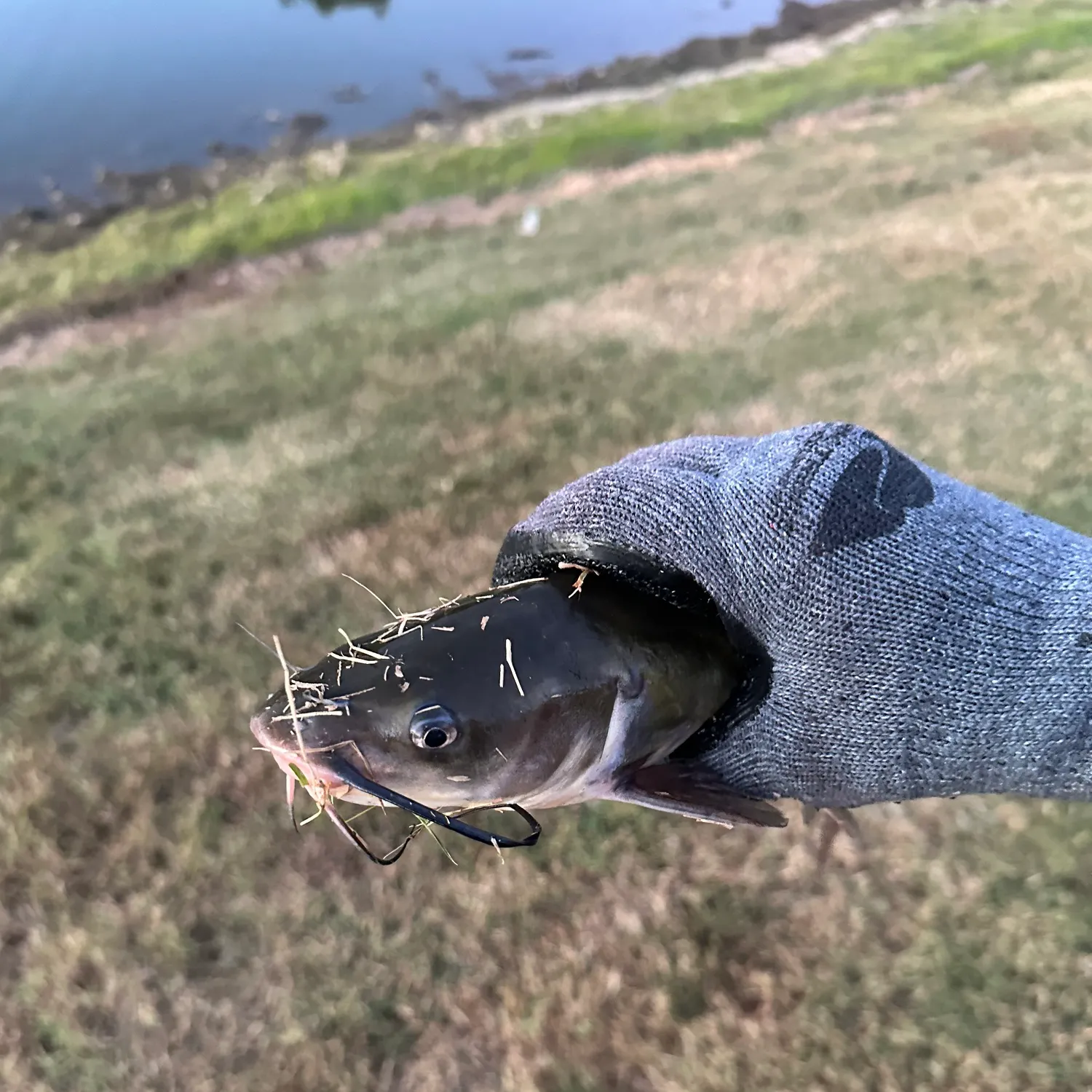 Fish caught on Fishbrain